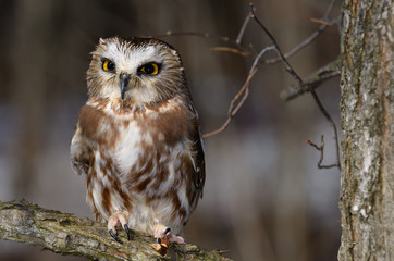 Small female Northern Saw Whet Owl perched on branch in a forest in winter