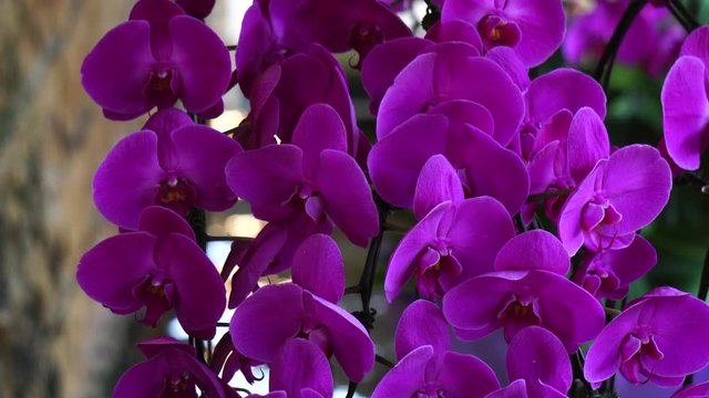 ピンク色の胡蝶蘭