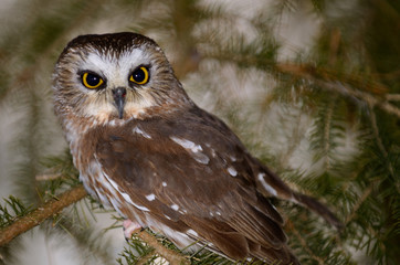 Small female Northern Saw Whet Owl hiding in a spruce tree in winter