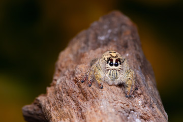 Jumping spider on timber in nature.