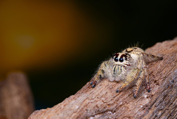 Jumping spider on timber in nature.