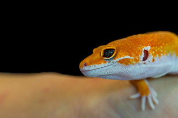 Leopard gecko lizard, close up macro. Cute Leopard gecko portrait (Eublepharis macularius).