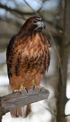 Fierce Red Tailed Hawk on a tree stump in a snowy winter forest