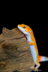 Leopard gecko lizard, close up macro. Cute Leopard gecko portrait (Eublepharis macularius).