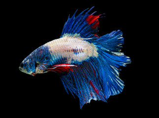 Beautiful betta splendens half moon siamese betta fish.