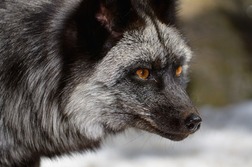 Close up of the face of a silver color phase Red Fox in a snow covered forest