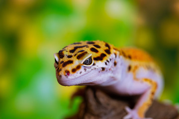 Leopard gecko lizard, close up macro. Cute Leopard gecko portrait (Eublepharis macularius). - obrazy, fototapety, plakaty