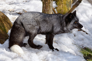 Beautiful Silver color phase Red Fox looking intently in a snow covered forest