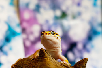 Leopard gecko lizard, close up macro. Cute Leopard gecko portrait (Eublepharis macularius).