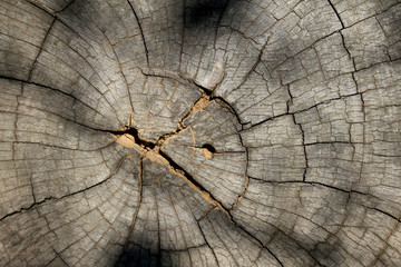 Tree stump cracked texture, Section of wood surface for web banner and design template.