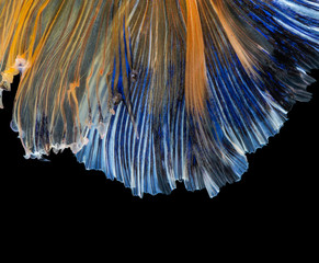Beautiful betta splendens half moon siamese betta fish on black background.