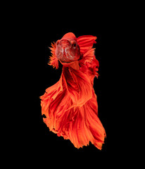Beautiful betta splendens half moon siamese betta fish on black background.
