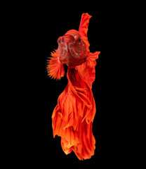 Beautiful betta splendens half moon siamese betta fish on black background.