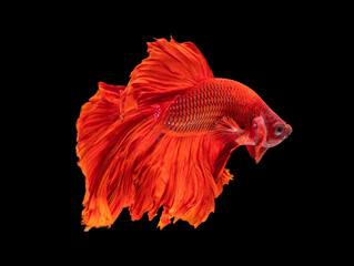 Beautiful betta splendens half moon siamese betta fish on black background.