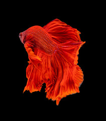 Beautiful betta splendens half moon siamese betta fish on black background.