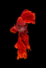 Beautiful betta splendens half moon siamese betta fish on black background.