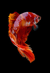 Beautiful betta splendens half moon siamese betta fish on black background.