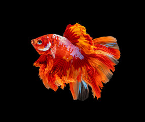 Beautiful betta splendens half moon siamese betta fish on black background.