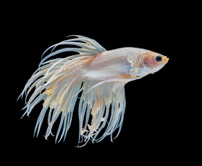 Beautiful white crowntail betta fish siamese fighting fish isolated on black background.