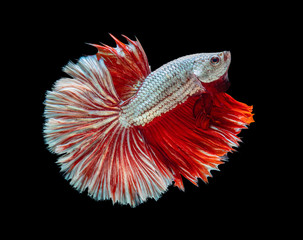 Beautiful betta splendens half moon siamese betta fish on black background.