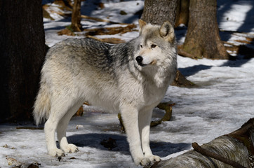 Fototapeta na wymiar Female Gray Wolf in a North Ontario forest in spring