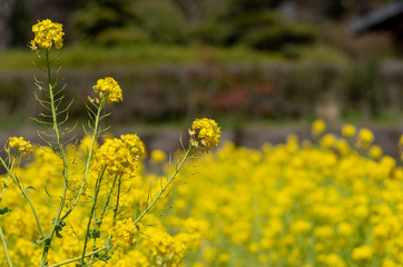 Obraz premium 菜花