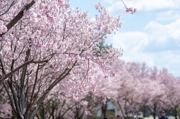 桜