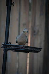 A brown pigeon eating bird food