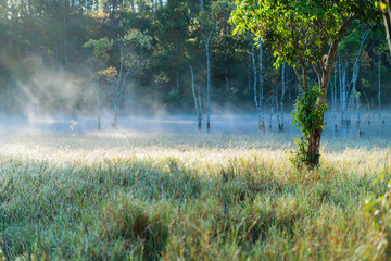Natural grass background with early sunlight, dew and fog
