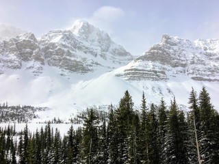 An incredible view of a dark green forest in the foreground and snow covered mountains peaks in the background, along the icefield parkway in the Rocky Mountains, Alberta, Canada