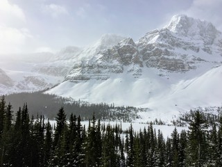 An incredible view of a dark green forest in the foreground and snow covered mountains peaks in the background, along the icefield parkway in the Rocky Mountains, Alberta, Canada