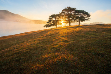 Big pine trees on yellow grass hill in early morning