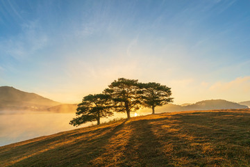Big pine trees on yellow grass hill in early morning