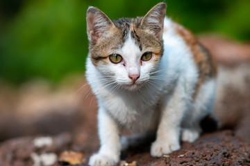 Portrait of white cat with spot lay on the floor at the garden, close up Thai cat 