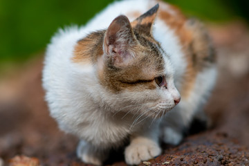 Portrait of white cat with spot lay on the floor at the garden, close up Thai cat 