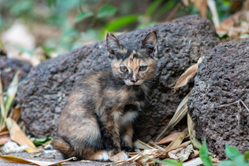 Portrait of the black and orange kitten at the garden, close up Thai cat, cute kitty with big eyes