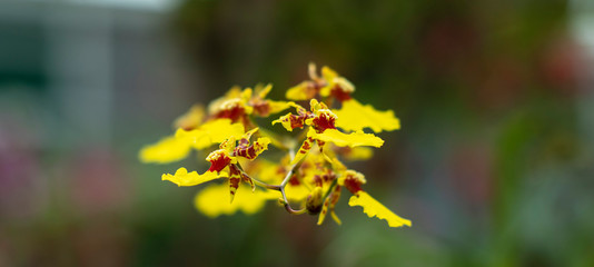yellow flowers in the garden