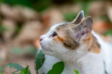 Portrait of white cat at the garden, close up Thai cat 