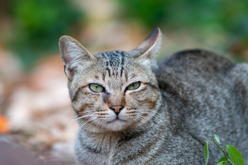 Portrait of striped cat lay on the floor, close up Thai cat, close relax cat