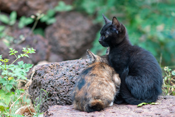 Portrait of black kitten with orange and black kitten, close up Thai cat  