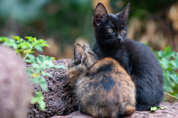 Portrait of black kitten with orange and black kitten, close up Thai cat  