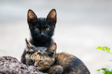 Portrait of black kitten with orange and black kitten, close up Thai cat  