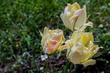 Three of yellow tulips. Close-up