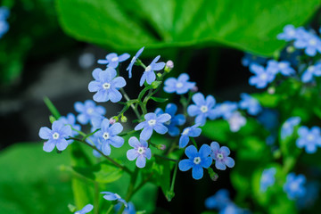 Meadow plant background: blue little flowers - forget-me-not close up and green grass.