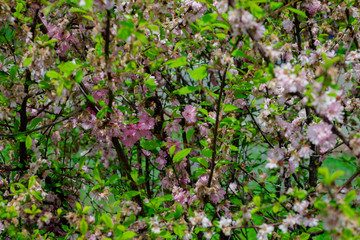 Far Eastern Sakura or Three-bladed Plum. Flowering trees in spring in Russia.