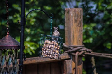 A woodpecker on a bird feeder