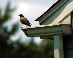 A robin standing on a gutter