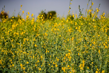 field of yellow flowers