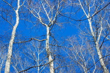 Obraz premium Blue beautiful sky with tree branches. spring is coming.