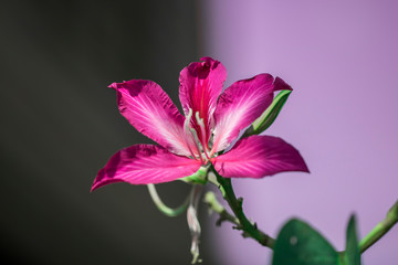 Bauhinia Orchid pink flower